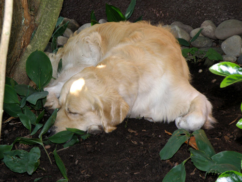 Anouk´s Lieblingsplatz im Garten